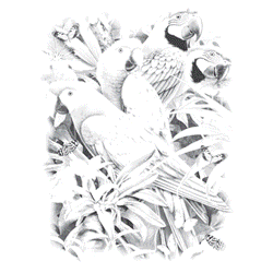 MAJESTIC MACAWS 16979SA2.gif